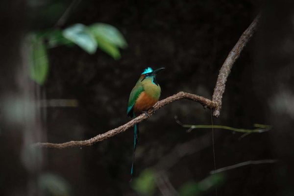 Le slider revolution convient-il à WordPress ?